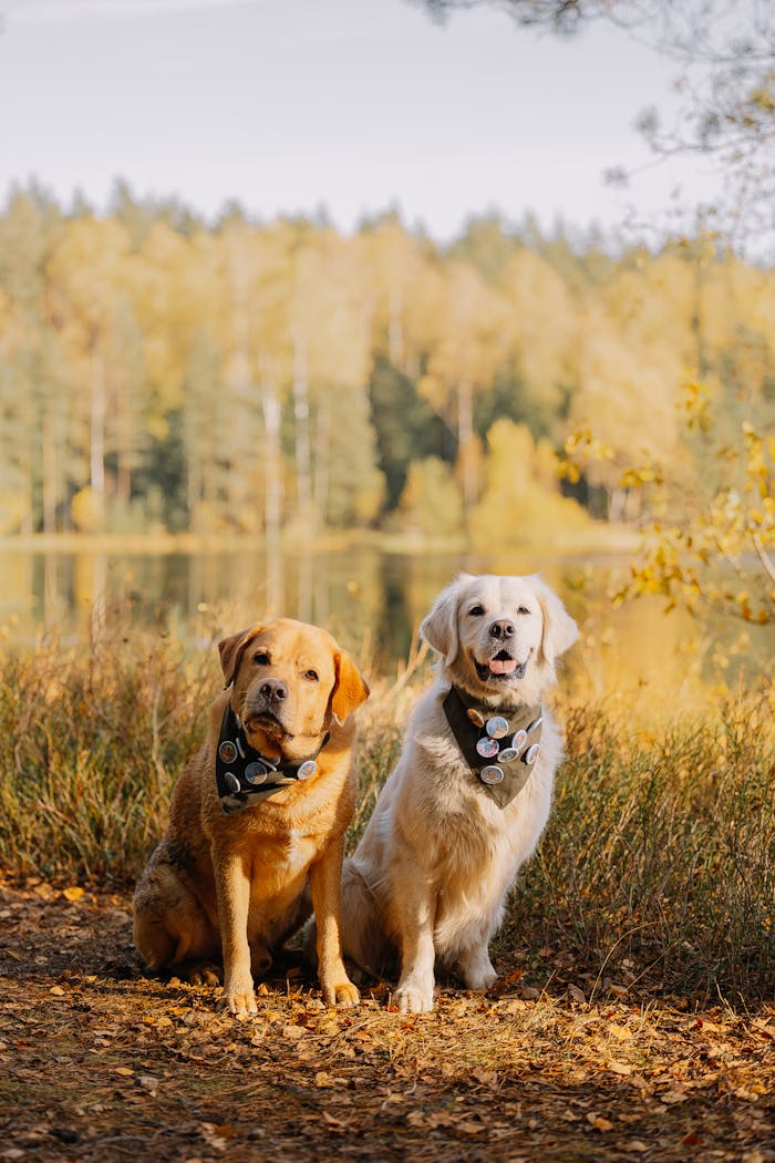 Two friendly dogs by a serene autumn lake